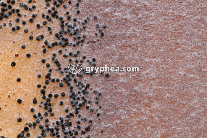 Sordaria - Périthèces issus de l'union de 2 mycéliums génétiquement différents - gryphea.com